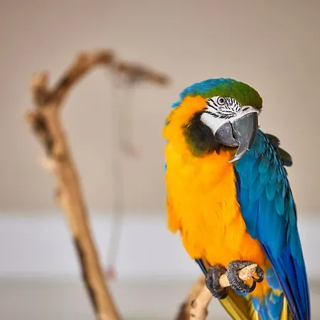 Готель Son Sant Jordi