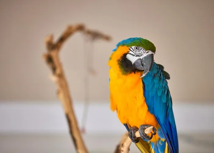 Hotel Son Sant Jordi